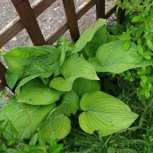 Plant image Hosta 'Fragrant Blue'