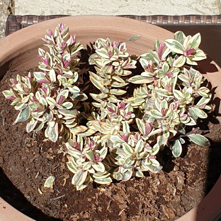 Plant image Hebe 'Rhubarb and Custard'