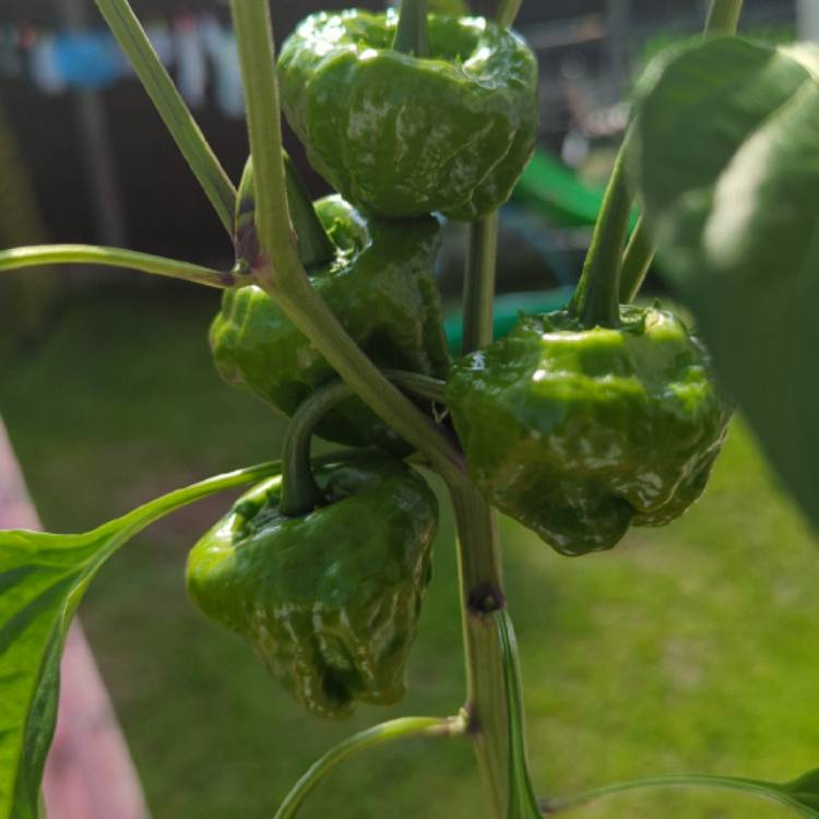 Plant image Capsicum Chinense 'Scotch Bonnet'