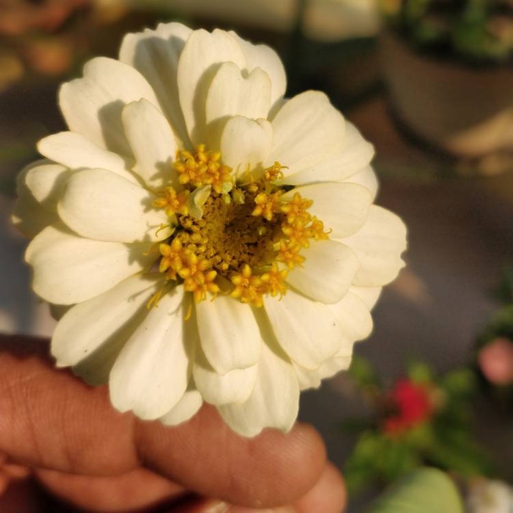 Plant image Zinnia 'Profusion White' (Profusion Series)