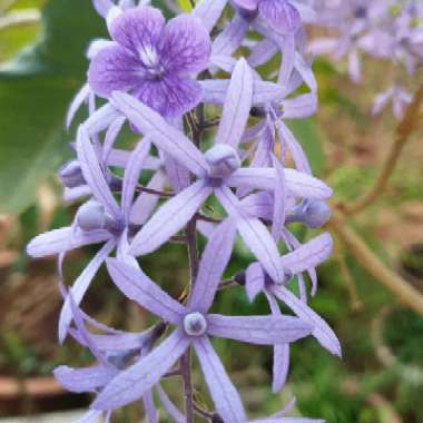 Petrea volubilis