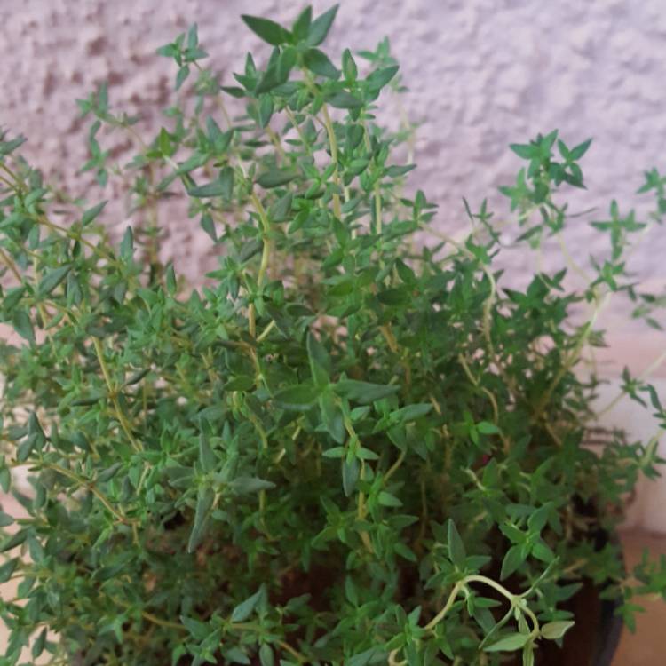 Plant image Thymus 'Silver Queen'