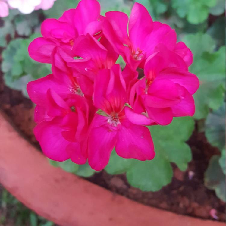 Plant image Pelargonium 'Pinktastic'