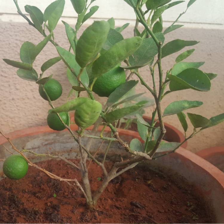 Plant image Citrus limon syn. Citrus x limonia