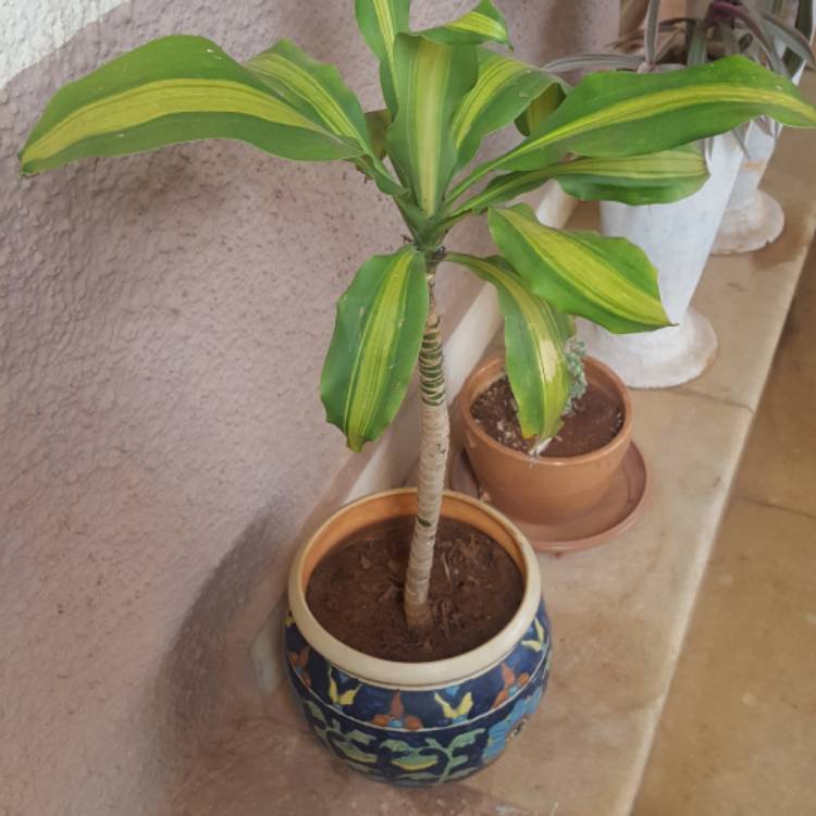 Plant image Dracaena deremenis 'Rikki'