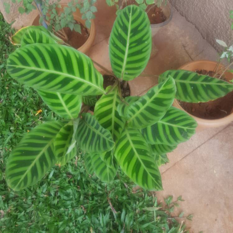 Plant image Goeppertia zebrina syn. Calathea zebrina