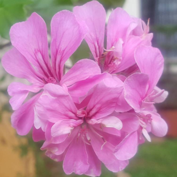 Plant image Pelargonium 'Pink Capricorn' syn. Pelargonium 'Pink Capitatum'