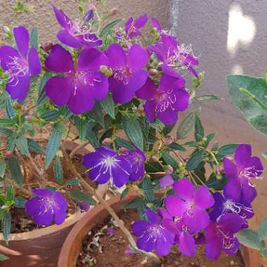 Tibouchina 'Jazzie'