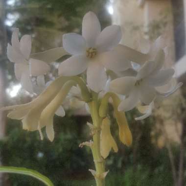 Polianthes tuberosa