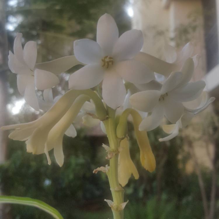 Plant image Polianthes tuberosa