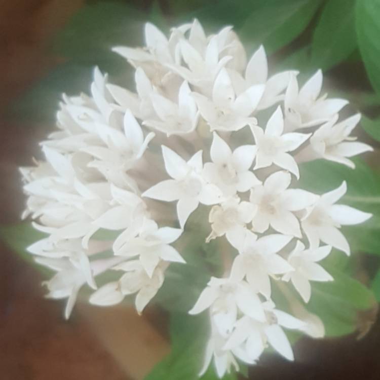 Plant image Pentas lanceolata 'Starcluster White'