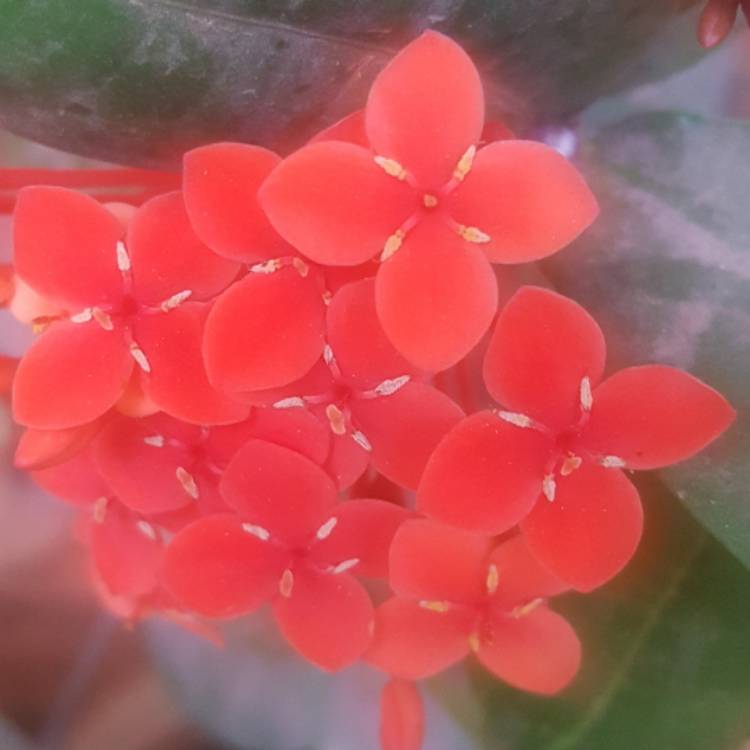 Plant image Ixora 'Coral Fire'