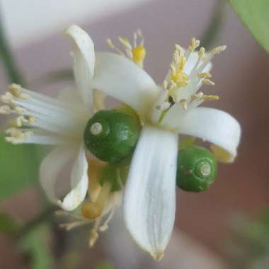 Citrus limon 'Meyer Improved'