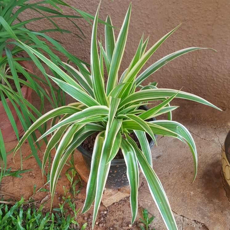 Plant image Dianella tasmanica Variegata