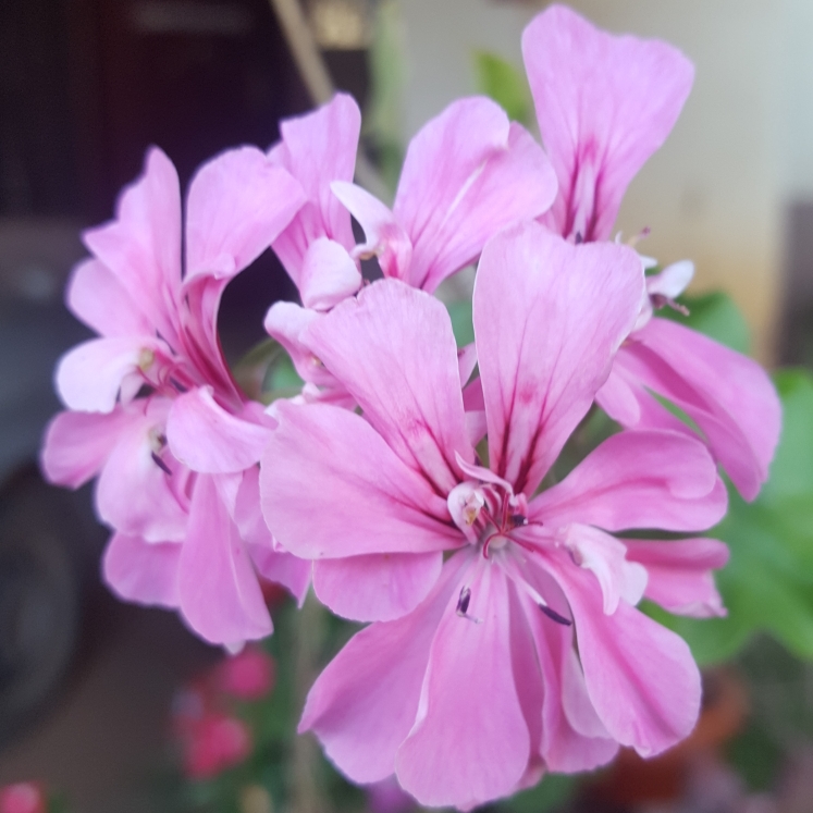 Plant image Pelargonium 'Pink Capricorn' syn. Pelargonium 'Pink Capitatum'