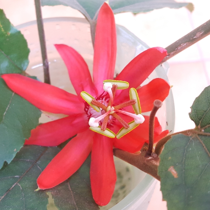 Plant image Passiflora Coccinea