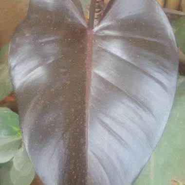 Philodendron 'Rojo Congo' syn. Philodendron 'Congo Rojo', Philodendron 'Red Congo'