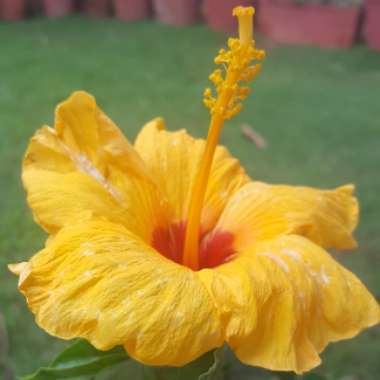 Hibiscus rosa-sinensis 'Sunset Yellow'