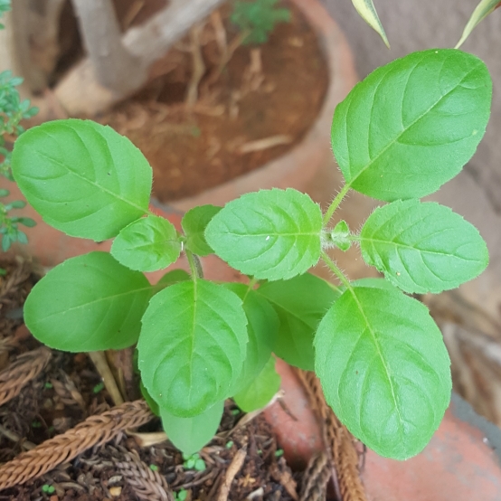 Plant image Ocimum tenuiflorum syn. Ocimum sanctum