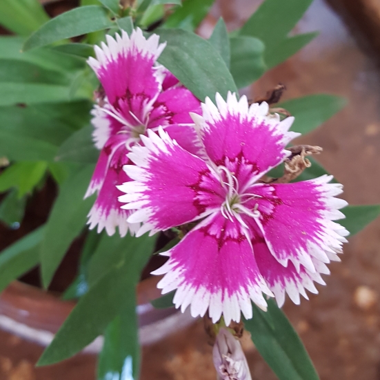 Plant image Dianthus 'Festival White Flame'