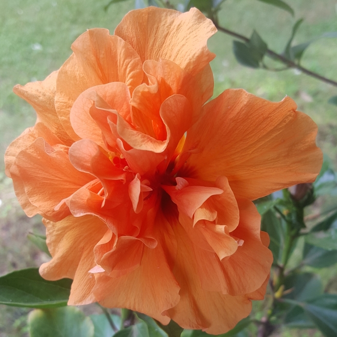 Plant image Hibiscus rosa-sinensis 'Apricot Brandy'