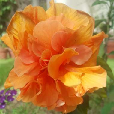 Hibiscus rosa-sinensis 'Apricot Brandy'