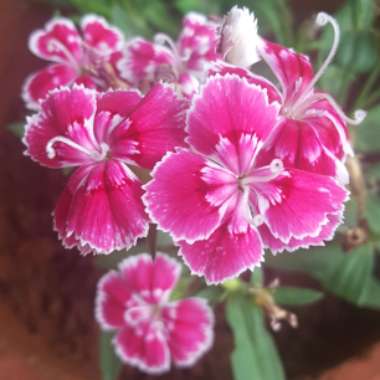 Dianthus 'Tenelke'