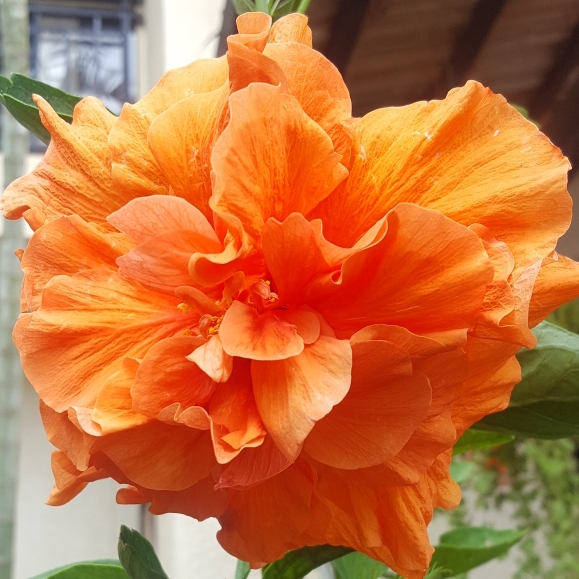 Plant image Hibiscus rosa-sinensis 'Apricot Brandy'