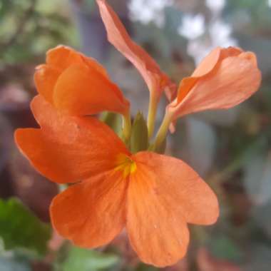 Crossandra infundibuliformis 'Fortuna'