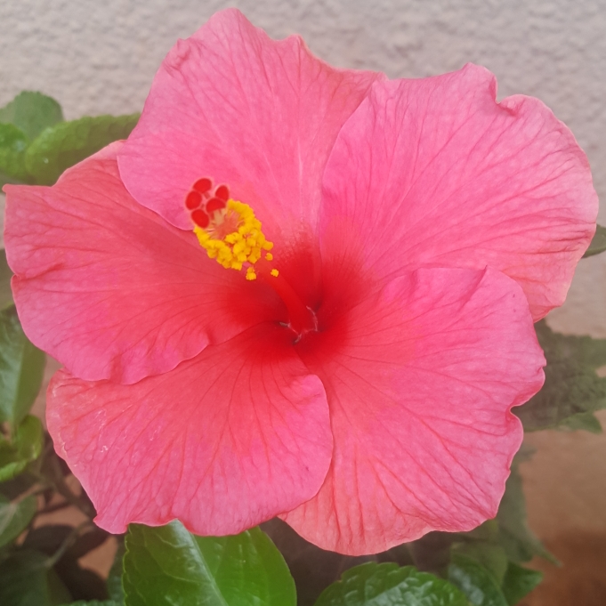 Plant image Hibiscus rosa-sinensis 'Hawaiian Skies'