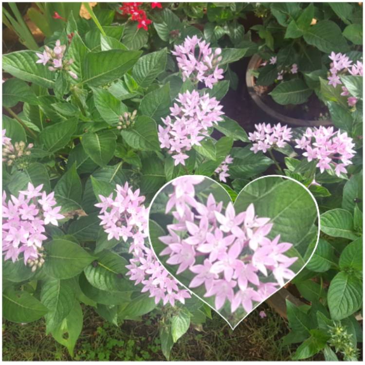 Plant image Pentas lanceolata 'Starcluster Lavender'