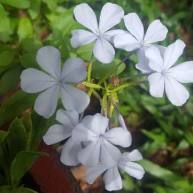 Plumbago auriculata  syn. Plumbago capensis