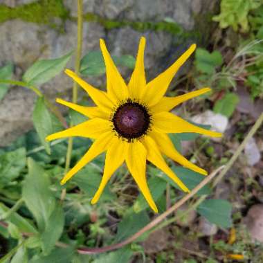 Coneflower 'Little Goldstar'