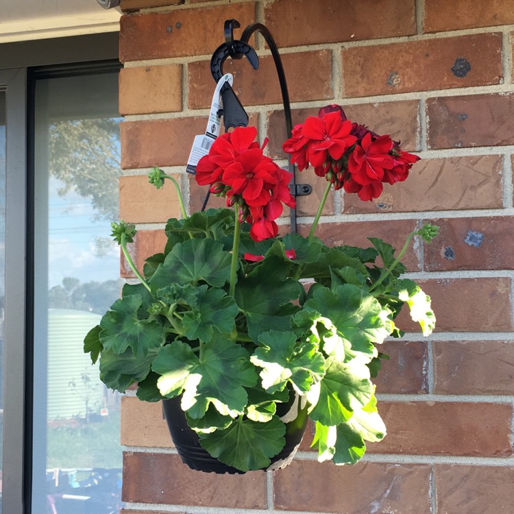 Plant image Pelargonium 'Duebezre' (Big EEZE Series) syn. Pelargonium 'Big EEZE Red'