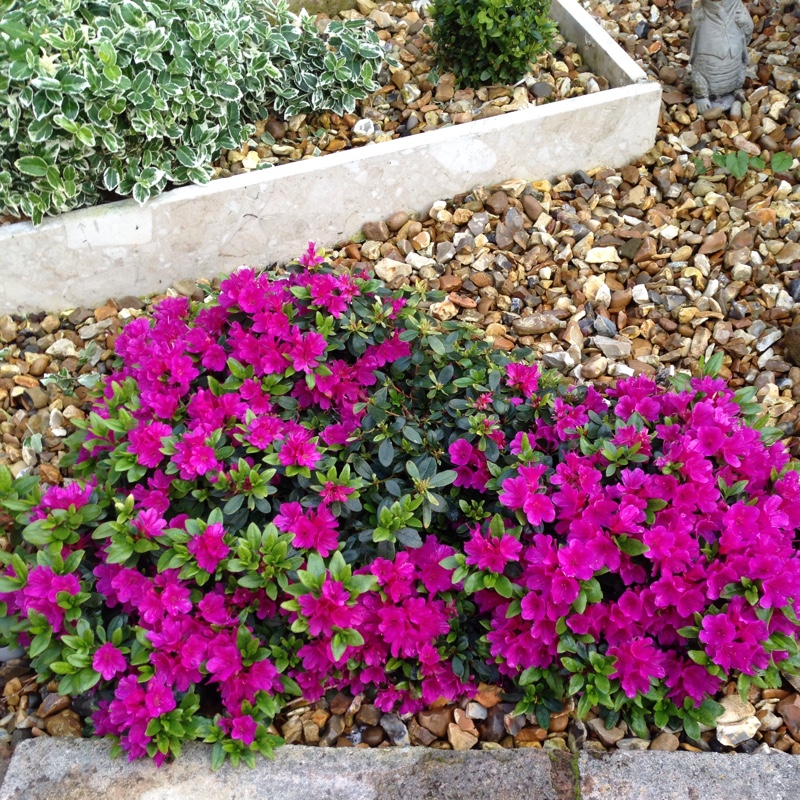 Plant image Rhododendron 'Kermesina'