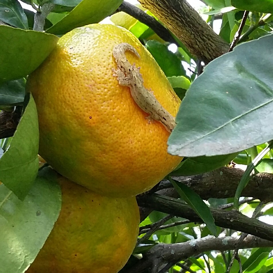 Mandarin Tree