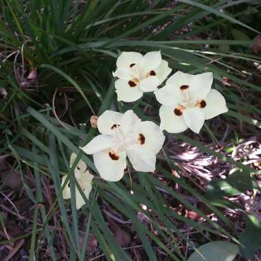 Dietes bicolor