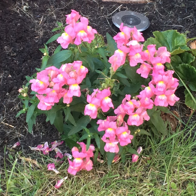 Plant image Angelonia Angustifolia