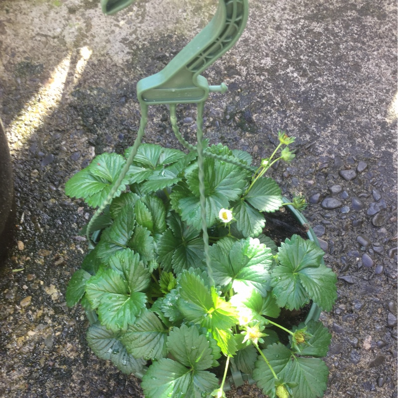 Plant image Fragaria x ananassa 'Pegasus'