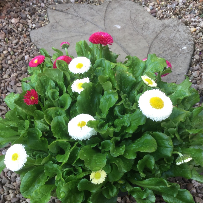 Plant image Bellis perennis 'Dresden China'