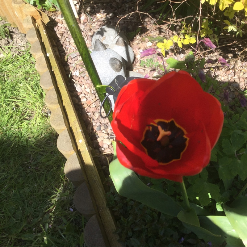 Plant image Tulipa 'Apeldoorn'