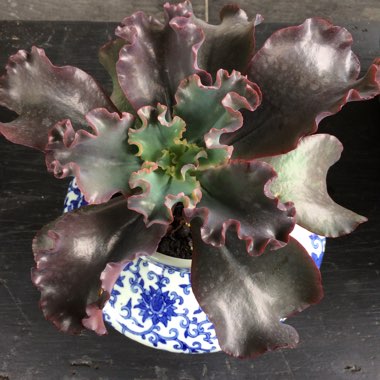 Echeveria Zorro