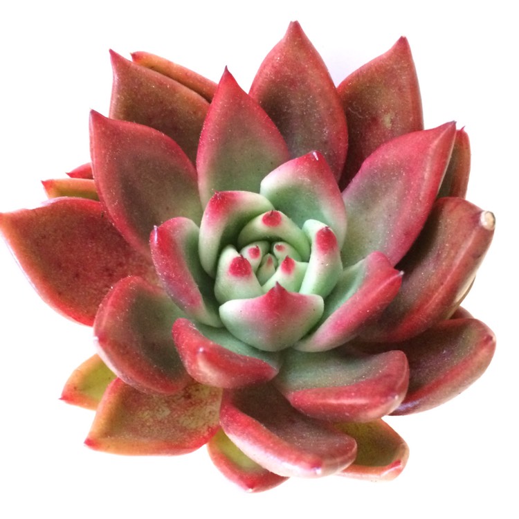 Plant image Echeveria Agavoides Frank Reinelt