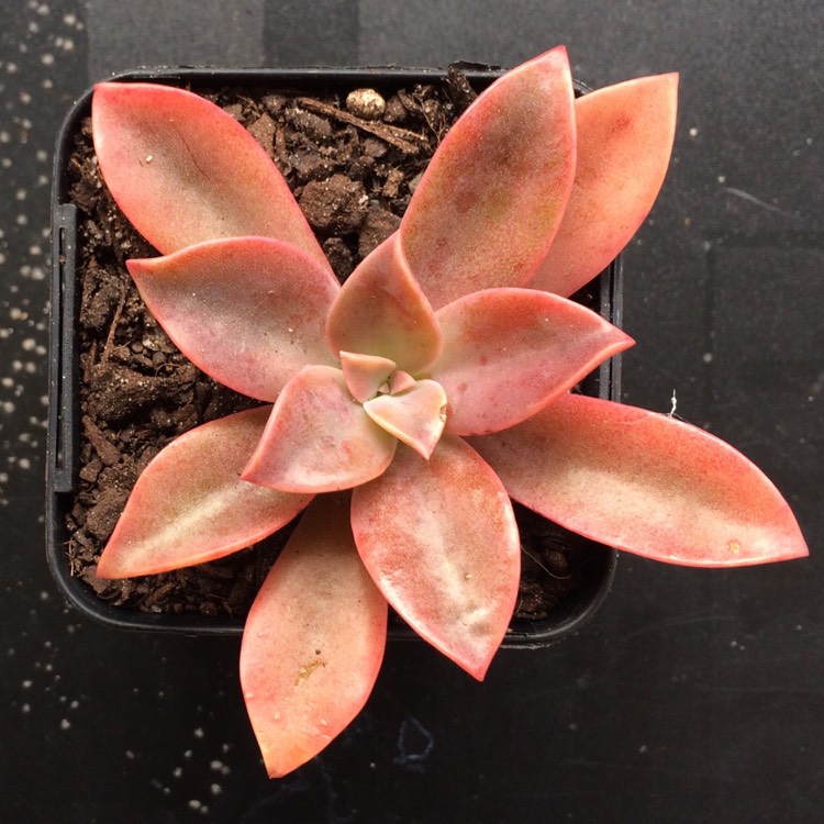 Plant image Echeveria Brown Sugar