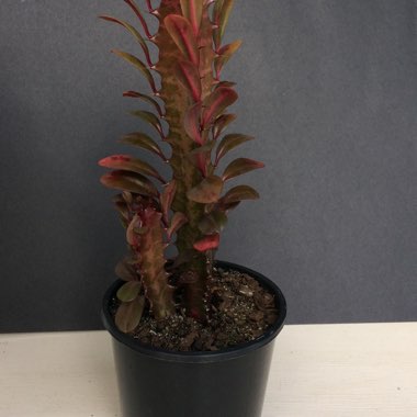 Euphorbia trigona rubra