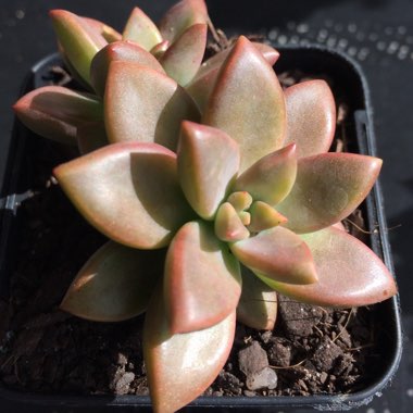 x Graptosedum Bronze