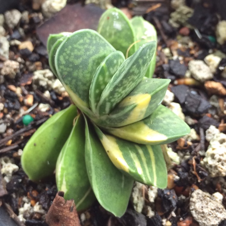 Plant image Gasteria gracilis f.variegata