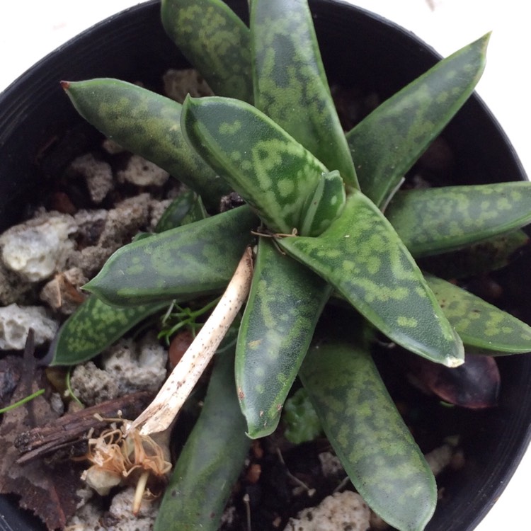 Plant image Gasteria bicolor var. 'Liliputana'