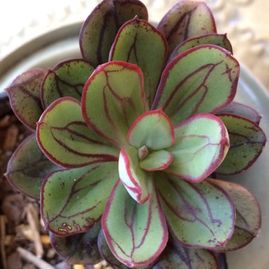 Echeveria Nodulosa