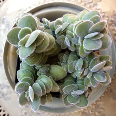 Crassula Tomentosa